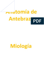 Musculos Antebrazo Seminario