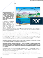 Ciclo Del Carbono PDF