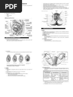 Aparato Reproductor Femenino