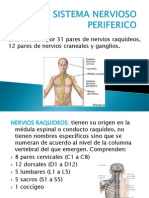 Sistema Nervioso Periferico