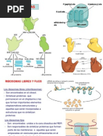 Citoplasma y Citoesqueleto PDF