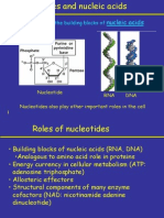 Nukleotida, DNA, RNA OK