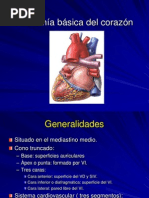 Anatomía Básica Del Corazón