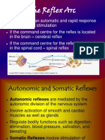 Reflex Arc