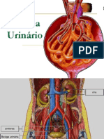 Aula 2 - Urinário - Revisado