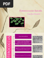 Enterococcus Faecalis