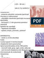 Histologie - Sistemul Digestiv