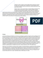 Anatomía Tiroides