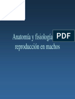 Fisiologia Reproductiva Del Cerdo