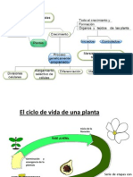 Introducción A Tejidos Vegetales