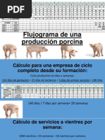 Flujograma de Una Producción Porcina