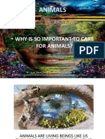 Animals: - Why Is So Important To Care