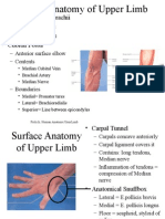 Topographic Anatomy Superior Limbs