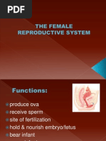 The Female Reproductive System