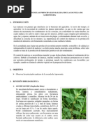 1identificacion de Malezas en Agronomia