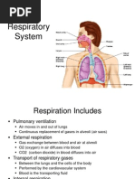 Anatomy and Physiology of The Respiratory System