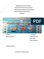 Trabajo de Anatomia Humana