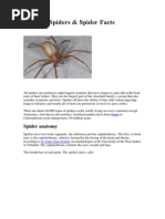 Types of Spiders & Spider Facts