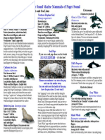 Marine Mammals of Puget Sound