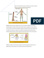 Clasificación de Los Huesos