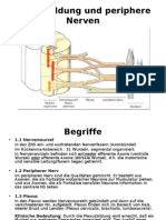 10 Plexus Cervicalis Und Brachialis