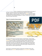 Types of Connective Tissue Proper