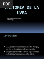 Anatomia Uvea