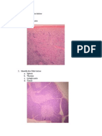 Histology Quiz 3