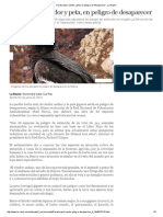 Paraba Azul, Cóndor y Peta, en Peligro de Desaparecer - La Razón