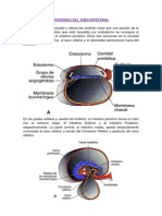 Divisiones Del Tubo Intestinal