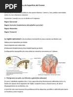 Anatomia Clinica de Craneo y Cuello PDF