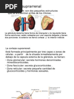 Glándula Suprarrenal