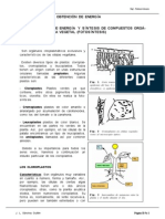 11fotosintesis PDF