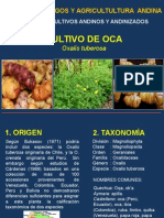 Oca