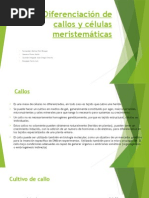 Diferenciación de Callos y Células Meristemáticas