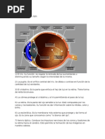 Estructura Del Ojo