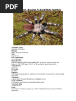 Care Sheet - Brazilian Red and White Tarantula