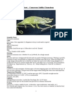 Care Sheet - Cameroon Sailfin Chameleon