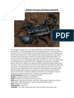 Care Sheet - Emperor Scorpion