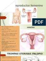 Aparato Reproductor Femenino