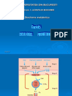 Metabolismul Glucidelor 2