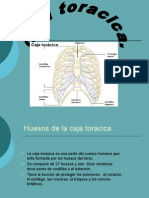 Caja Torácica.