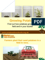 Growing Potatoes