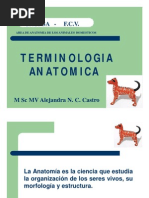 Terminologia Anatomica PDF