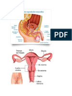 Aparato Reproductor Masculino