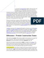 Ribosomes - Protein Construction Teams: Ribosome