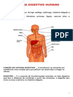 Sistema Digestivo