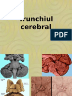 Trunchiul Cerebral PREZENTARE ANATOMIE