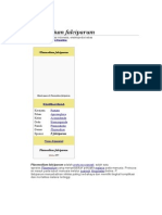 Plasmodium Falciparum