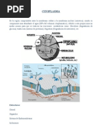 Citoplasma